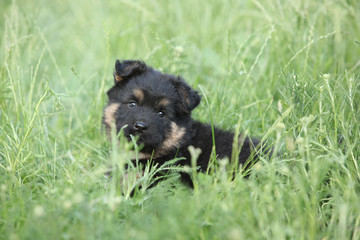 Beautiful puppy of bohemian shepherd