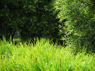 grass and willow