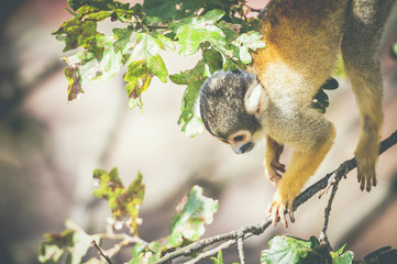 Singe saimiri dans un arbre