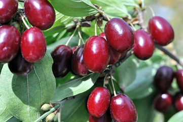 close-up of ripe  red Cornelian cherries