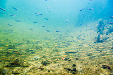 Fototapeta na wymiar Underwater river landscape with little fish