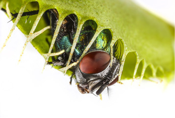 Venus flytrap - dionaea muscipula with trapped fly © Vera Kuttelvaserova