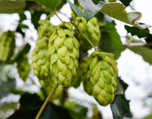 Green curling hop cones for beer production.