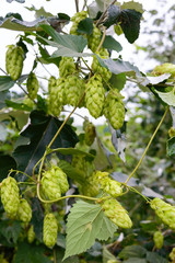 Green curling hop cones for beer production.