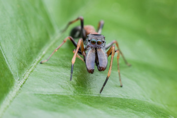 Male ant mimicking spiders on green leaf