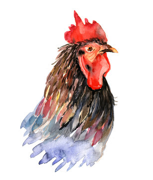Rooster seamless pattern, watercolor