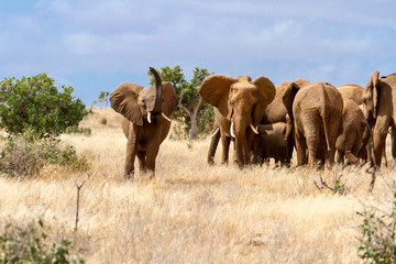 Group of elephants in the Savana, Tsavo National Park, Kenya