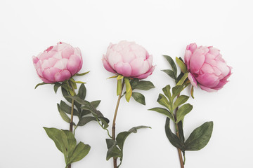 Pink flowers on a plain background