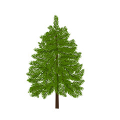 Green lush spruce. Fir branches. Isolated on white illustration