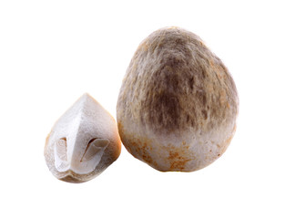 mushroom isolated on white background