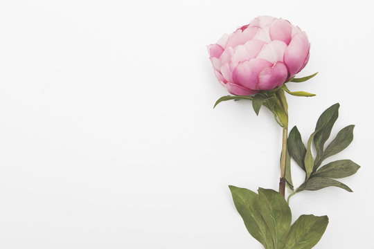 Fototapeta Pink flowers on a plain background