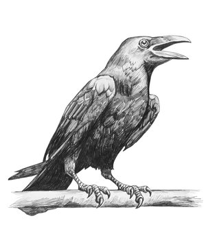 Pencil drawing of raven