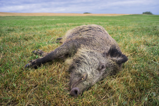 Schlafendes Wildschwein auf der Wiese - Sleeping wild boar in the meadow
