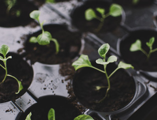 Spring Plants Seedlings