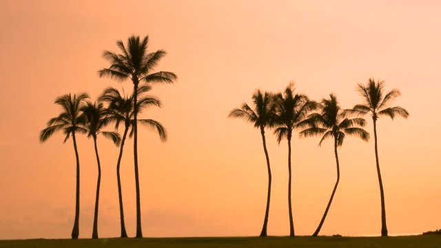 Tropical palm trees and sunset. Tropical sunset sky with palm trees silhouette in Hawaii
