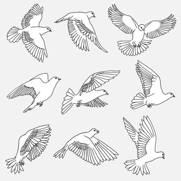 Hand drawn isolated illustration of doves / pigeons