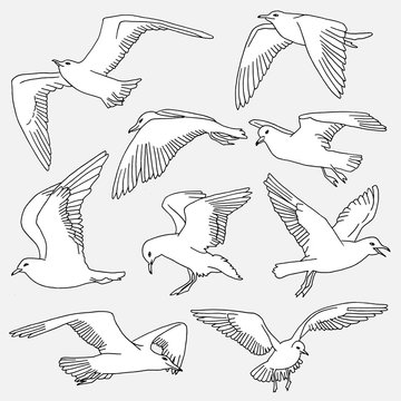 Hand drawn isolated illustration of seagulls