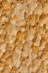 close up shot of texture of a tree