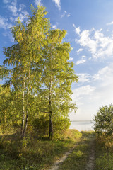 Forest landscape with birches