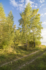 Forest landscape with birches