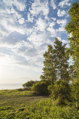 Forest landscape with birches