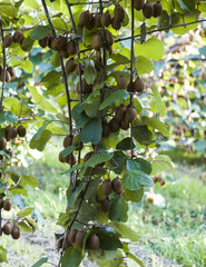 Bushes with ripe kiwi large fruits. Italy agritourism