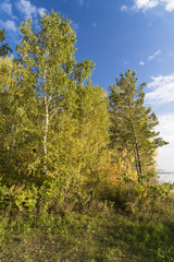 Fototapeta premium Forest landscape with birches