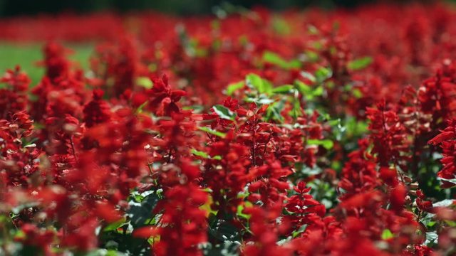 Salvia splendens. A field of red flowers. A flowerbed with red flowers