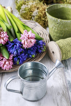 Hyacinth flowers and silver watering can