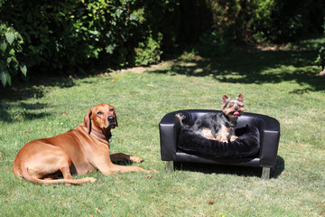 Yorkshire Terrier und Rhodesian Ridgeback 