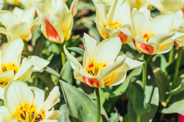 Obraz na płótnie Canvas colorful tulips, tulips in spring