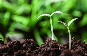 Young sprout in springtime,Closeup.