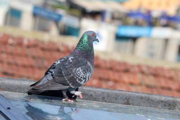 male pigeon standing on roof tiles in a spring day, looking for a mate