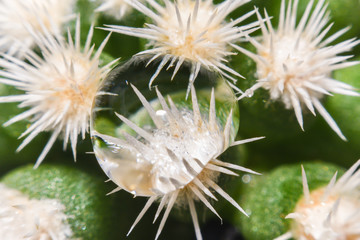 Beautiful teardrop macro over light tone of cactus flower,Image has shallow depth of field