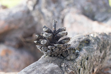 little fir-cone on root