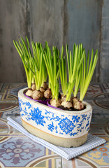 Pot with muscari flowers
