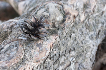 little fir-cone