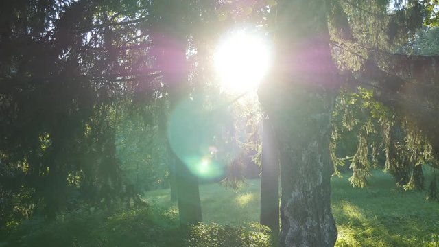 Tracking shot in a thick deciduous forest. Sun glimmering through tree. Forest with sunrays shining. Sun rays light shines through trees and branches of deciduous forest.