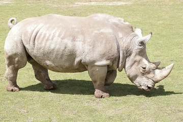 Obraz premium Rhinoceros walking through a meadow
