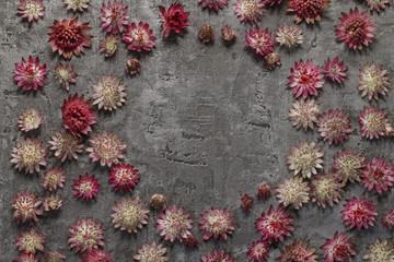 Astrantia flowers on gray stone