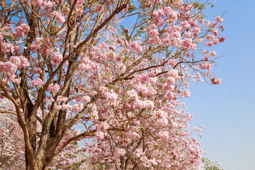 Pink flowers tree in the park.