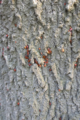 The texture of a tree trunk close-up