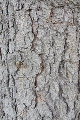 The texture of a tree trunk close-up