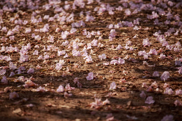 Pink flower on the floor.