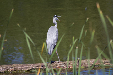 Graureiher (Ardea cinerea) sitzt auf einem Baumstamm an einem See