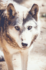 Portrait de loup