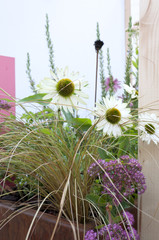 beautiful flowers in a flowerpot in the garden