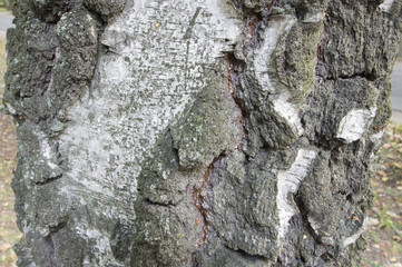 The texture of a tree trunk close-up