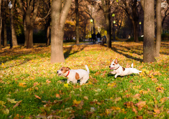 Two dogs playing funny pursuit at fall park