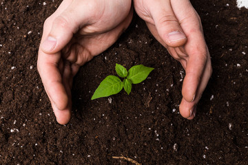 two hands holding and caring a young green plant